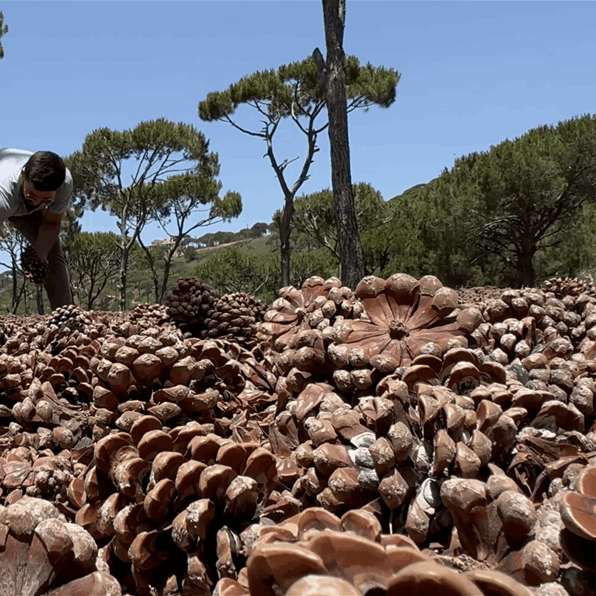 From Seed to Legacy: The Story of Amro Hilal with Pine Trees -  Jawad Shokor 